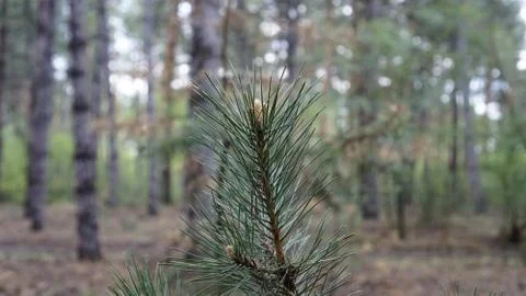 Spruce forest after rain Stock Photos