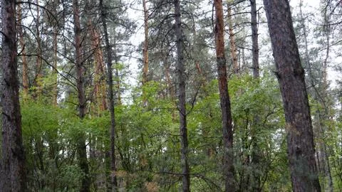 Spruce forest after rain Stock Photos