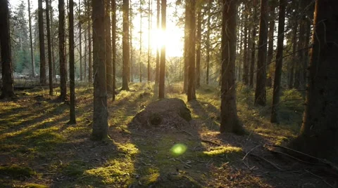 Spruce forest against sun, long shadows, handheld gimbal tracking, crows cawing Stock Footage 48035208