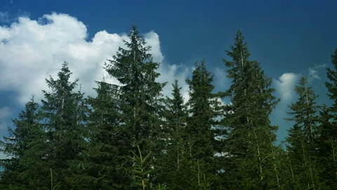 Spruce forest and clouds 스톡 동영상 106463146