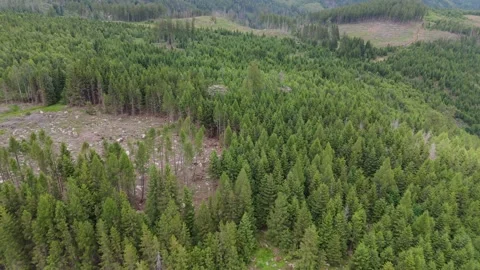 Spruce forest and dieback in the Harz mountains aerial view Germany Video stock 341282863