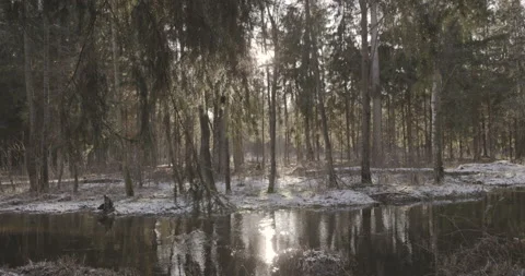 Spruce forest and a small river in winter scenery, 4K Stock Footage 170584663