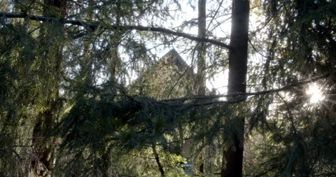 Spruce forest in backlight 스톡 동영상 163155900