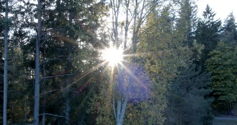 Spruce forest in backlight 스톡 동영상 163156630