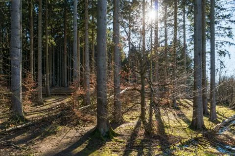 Spruce forest in backlight Stock Photos