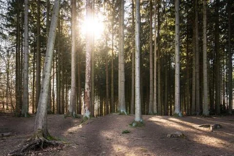 Spruce forest in backlight Stock-Fotos