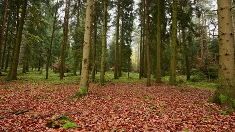 Spruce forest with beech leaves in foreground in autumn Stock Footage 199974669