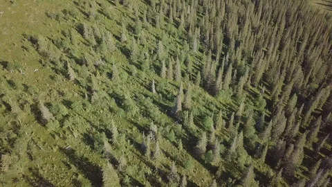 Spruce forest below tree line at Pallas fell, Lapland, Finland Stock Footage 119708759