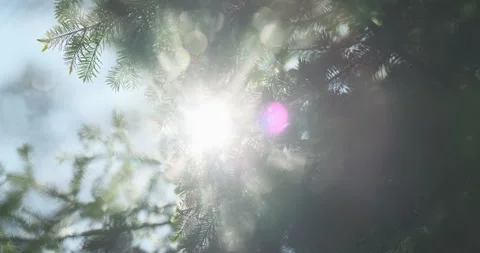 Spruce forest blur in sunlight abstraction background, close up. Beautiful sunny Stock Footage 244408085