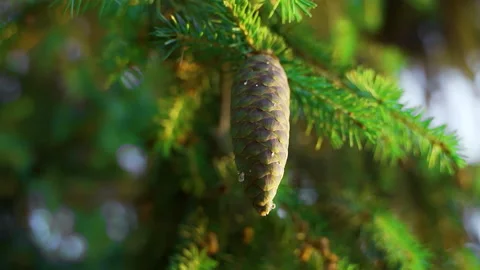 Spruce forest. Branches and cones spruce close-up. Blur.Spruce forest. Stock Footage 231949360