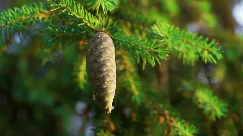 Spruce forest. Branches and cones spruce close-up. Blur.Spruce forest. Stock Footage 231949579