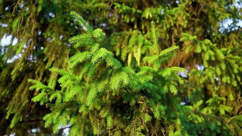 Spruce forest. Branches and cones spruce close-up. Blur.Spruce forest. Stock Footage 231950517