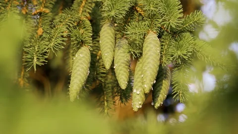 Spruce forest. Branches and cones spruce close-up. Blur.Spruce forest. Stock Footage 232033944