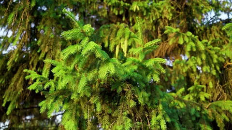 Spruce forest. Branches and cones spruce close-up. Blur.Spruce forest. Stock Footage 232038629