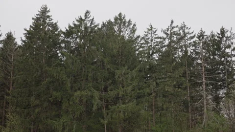 Spruce forest canopy swaying gently in the wind, overcast sky. 4K 60fps. Stock Footage 334367164