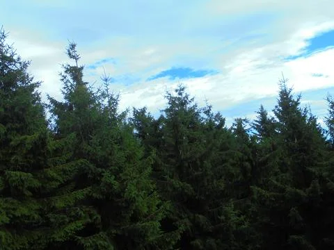Spruce forest canopy under broken clouds in temperate Central European woodland Stock Photos