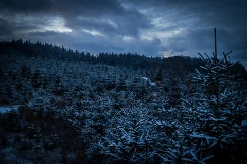 Spruce forest with cloudy sky Stock Photos