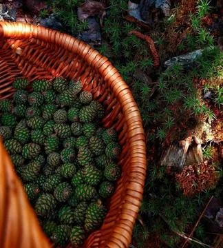 Spruce forest cones. Stock Photos