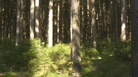 Spruce forest  Coniferous trees  Stock Footage 615013