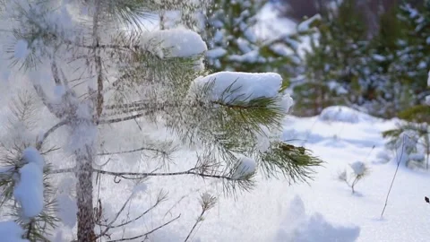 Spruce in the forest drops snow Stock Footage 101064102