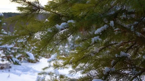 Spruce in the forest drops snow Stock Footage 101064242