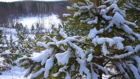 Spruce in the forest drops snow Stock Footage 101064307
