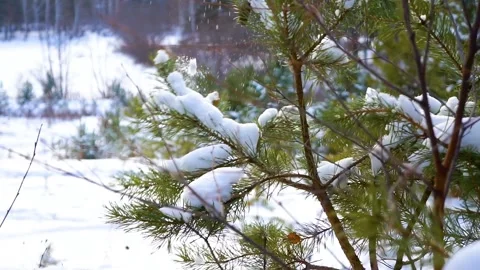 Spruce in the forest drops snow Stock Footage