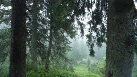 Spruce forest during rain. Camera movement past the trees into the fog Stock Footage 225284527