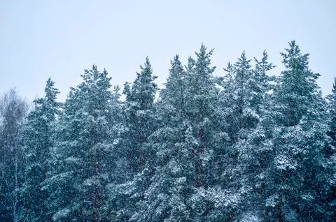 Spruce forest during a snowfall. Background. Stock Photos
