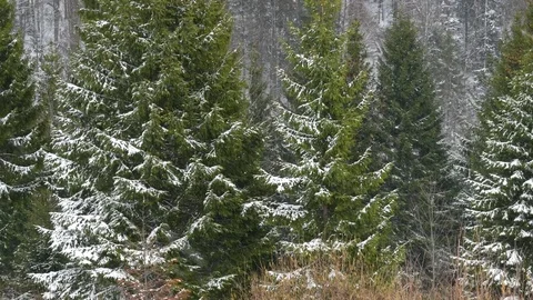 Spruce forest during a snowfall in early spring. Stock Footage 74847779