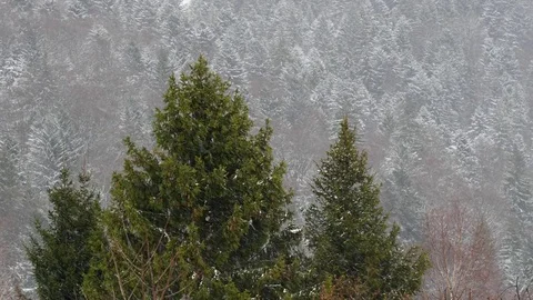 Spruce forest during a snowfall. Stock Footage 74749722