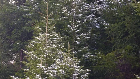 Spruce forest during a snowfall. Snowfall in the mountains in early spring. Stock Footage 74744774