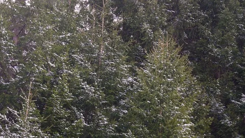Spruce forest during a snowfall. Snowfall in the mountains in early spring. Stock Footage 74744853