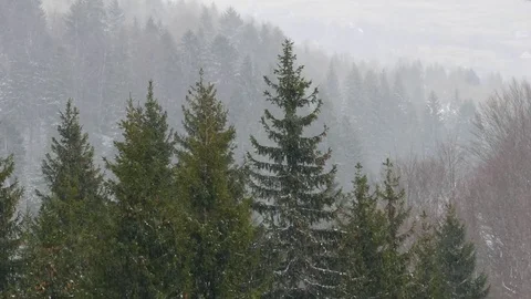 Spruce forest during a snowfall. Snowfall in the mountains in early spring. Stock Footage 74847951