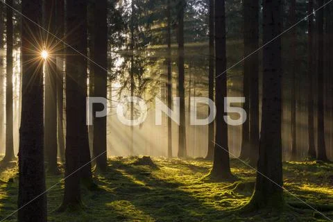 Spruce Forest in Early Morning Mist at Sunrise, Odenwald, Hesse, Germany Stock Photos