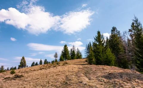 Spruce forest on the edge of hillside Photos
