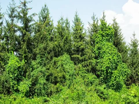 Spruce Forest Edge Stock Photos