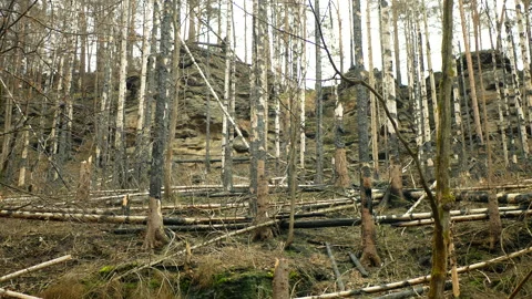 Spruce forest fire after flame wild drought dry black earth ground vegetation Stock Footage 239248342