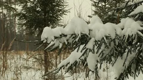 Spruce in forest Stock Footage 17546088