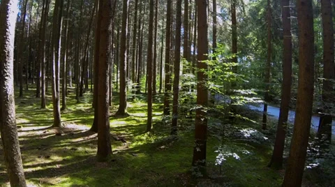 Spruce forest Stock Footage 32969397