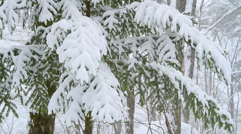 Spruce in forest. Stock Footage 35203988