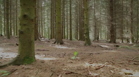 Spruce forest Stock Footage 52009286