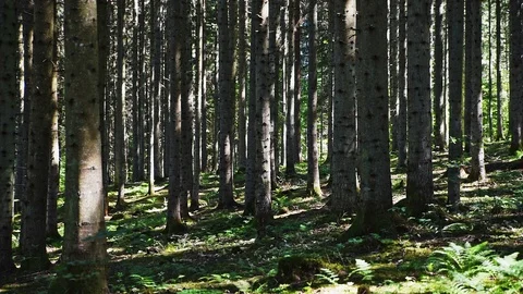 Spruce forest Stock Footage 95524863