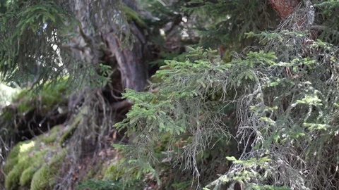 Spruce Forest Stock Footage 127089250