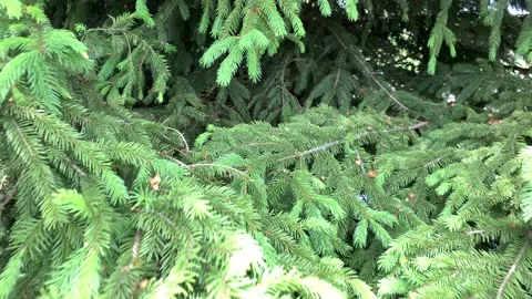 Spruce, forest Stock Footage 155798218