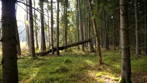 Spruce forest Video stock 162915960