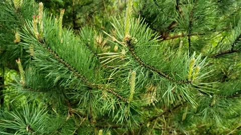 Spruce in the forest Stock Footage 242284763
