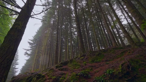 SPRUCE FOREST Stock Footage 292276582