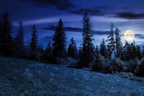 Spruce forest on the grassy hillside at night Stock Photos