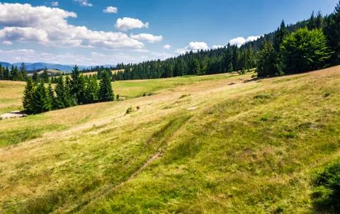 Spruce forest on a grassy hillside Foto stock